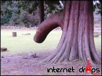 /album/galeria-de-fotos/a-mae-natureza-tambem-tem-senso-de-humo44r-jpg/